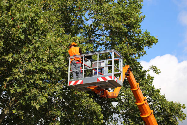 Best Fruit Tree Pruning  in Gretna, NE